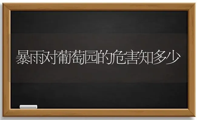 暴雨对葡萄园的危害知多少 | 瓜果种植