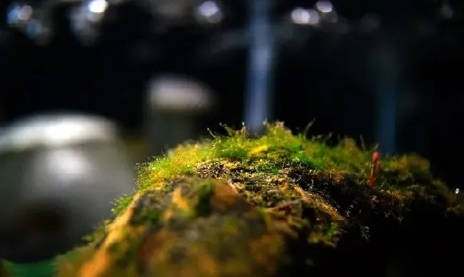 植物百科|金鱼缸绿藻的优缺点（鱼缸里长绿藻对水质的影响是好是坏）