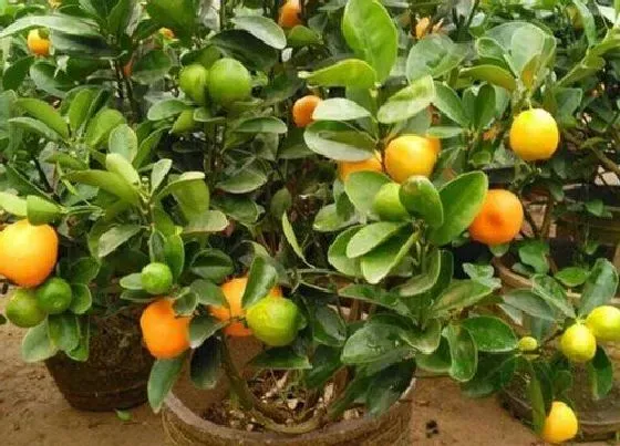 植物修剪|金桔树怎么修剪方法
