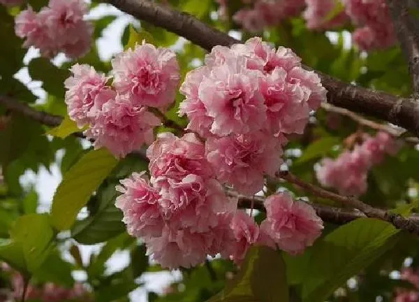 植物移栽|海棠花什么时候换盆好