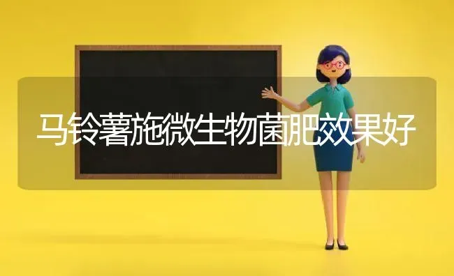 马铃薯施微生物菌肥效果好 | 瓜果种植
