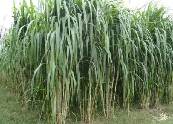 植物百科|甜象草和皇竹草区别