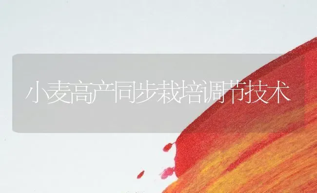 小麦高产同步栽培调节技术 | 粮油作物种植