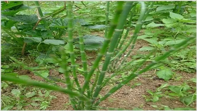 节节草的种植前景如何 | 农业科普