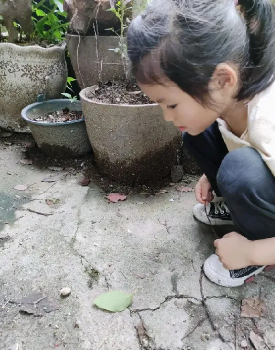 植物虫害|花盆蚂蚁消灭最简单方法（消灭盆里蚂蚁最高效最彻底方法）
