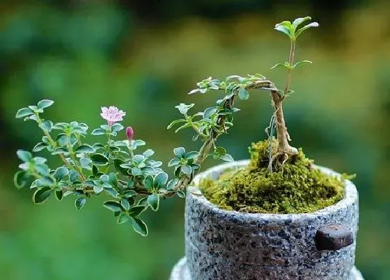 冬天植物|六月雪怕冻吗