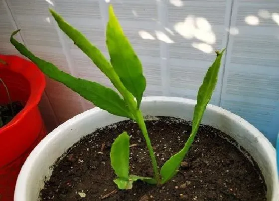 开花时间|昙花是什么季节开的花