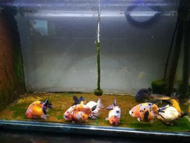 植物百科|金鱼缸绿藻的优缺点（鱼缸里长绿藻对水质的影响是好是坏）