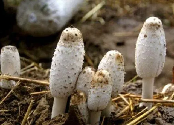 植物百科|药磨菇生长在什么地方