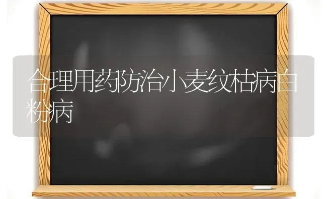 合理用药防治小麦纹枯病白粉病 | 粮油作物种植