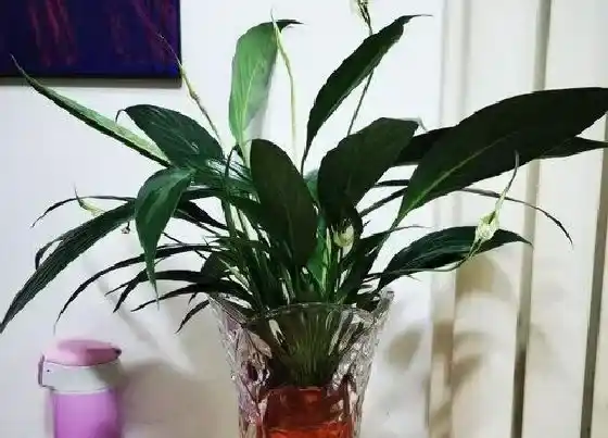 种植管理|室内水培植物哪种好养活 适合室内水养的花卉绿植