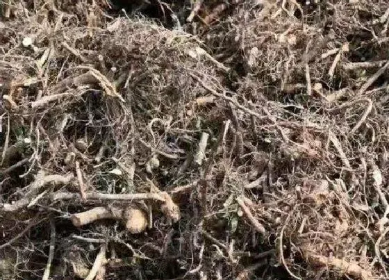 根部|含羞草的根长什么样子图片 一般长在哪里