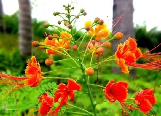 植物百科|适合家庭养的花卉有哪些