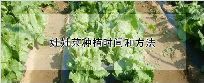 娃娃菜种植时间和方法 | 农业技术