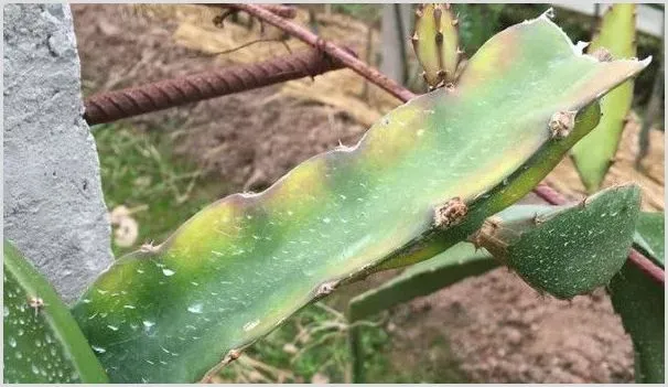 火龙果枝条长锈斑是什么原因 | 种植技术