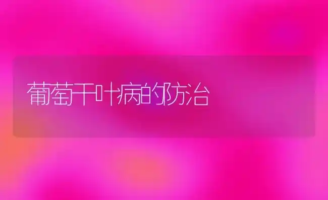 葡萄干叶病的防治 | 瓜果种植