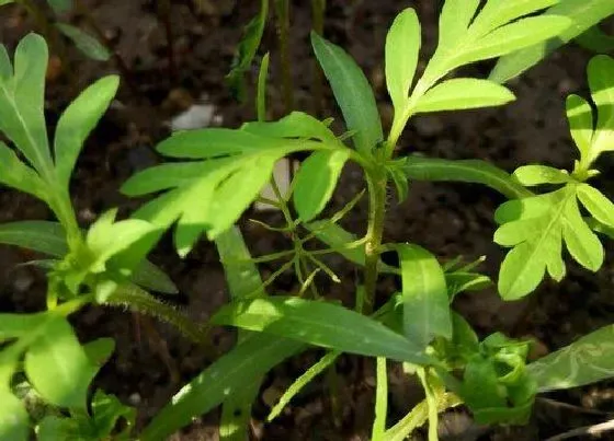 植物百科|北方露地花卉有哪些