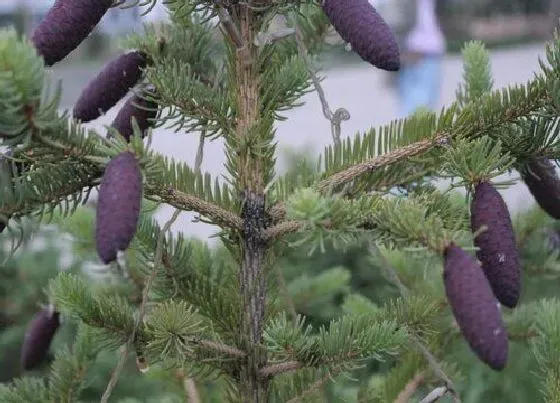 植物种类|沙地云杉是裸子植物吗