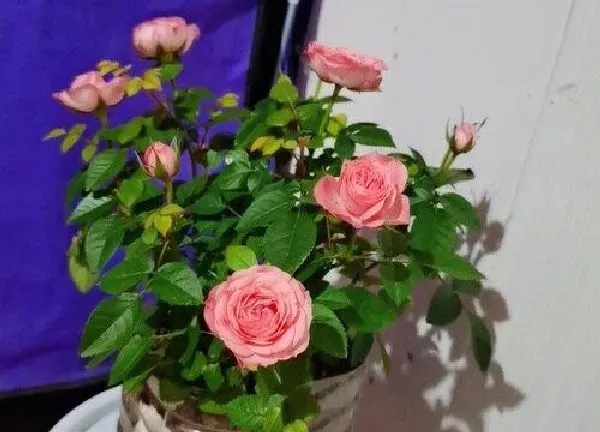 养殖方法|月季花怎么养才开花
