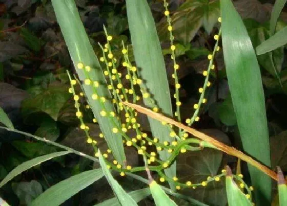 植物百科|富贵椰子一年能长多高 每年长多少厘米