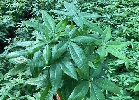 冬天植物|发财树怕冻吗