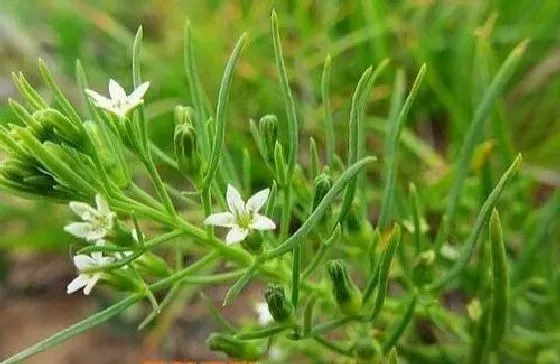 功效常识|百蕊草的功效与作用及吃法禁忌