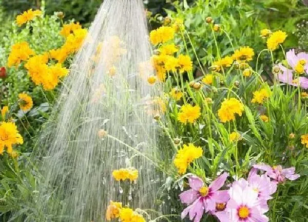 植物浇水|用河水浇花好不好 河水浇花的正确方法