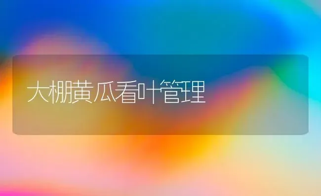 大棚黄瓜看叶管理 | 蔬菜种植