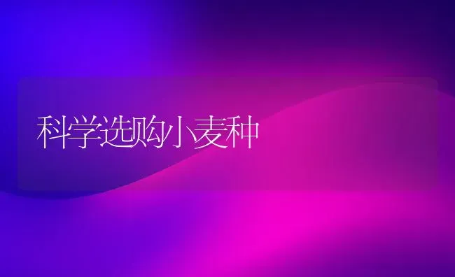 科学选购小麦种 | 粮油作物种植