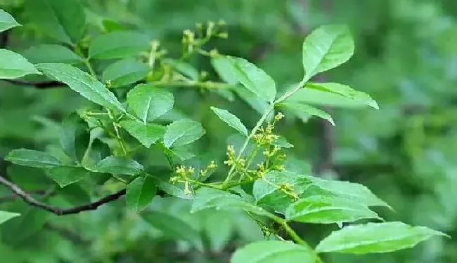 植物浇水|花椒树什么时候浇水合适（移栽花椒树一年浇几次水最好）