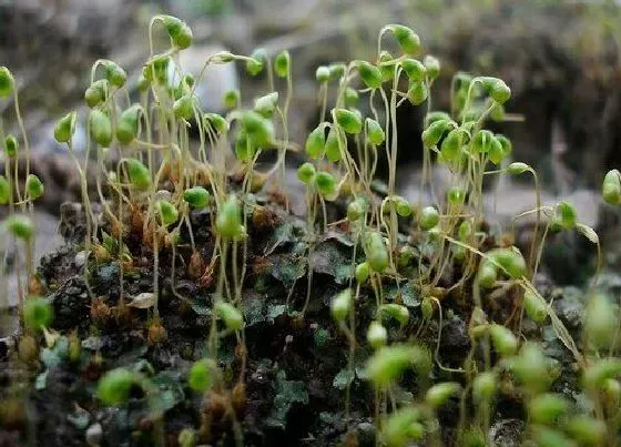 植物排行|苔藓植物有哪些