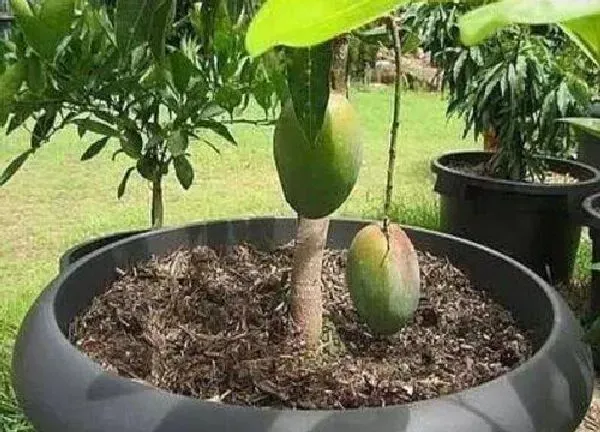 养殖方法|芒果水培好还是土培好