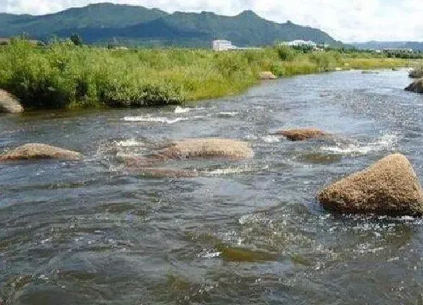 植物浇水|河水可以直接浇花吗 用河水浇花有营养吗