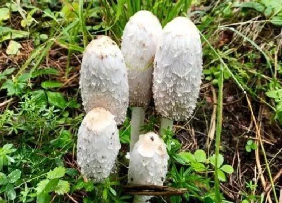 植物百科|药磨菇生长在什么地方