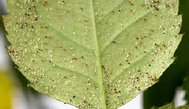 植物虫害|防治红蜘蛛效果比较好的药剂（用什么农药能根治红蜘蛛）