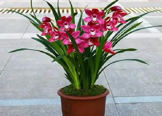 花朵诊疗|蕙兰不开花怎么办