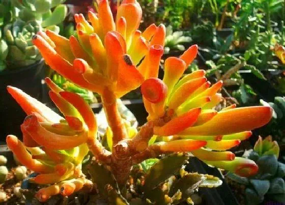 植物毒性|吸财树有毒吗 可以放在室内养吗