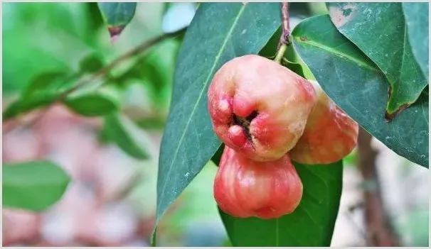 莲雾是什么水果 | 自然知识