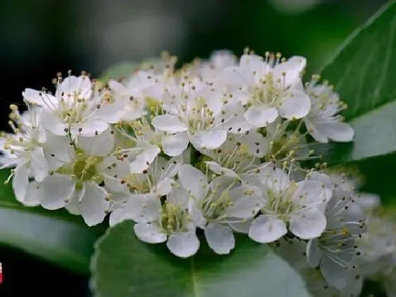 花朵|石楠花气味是什么味道