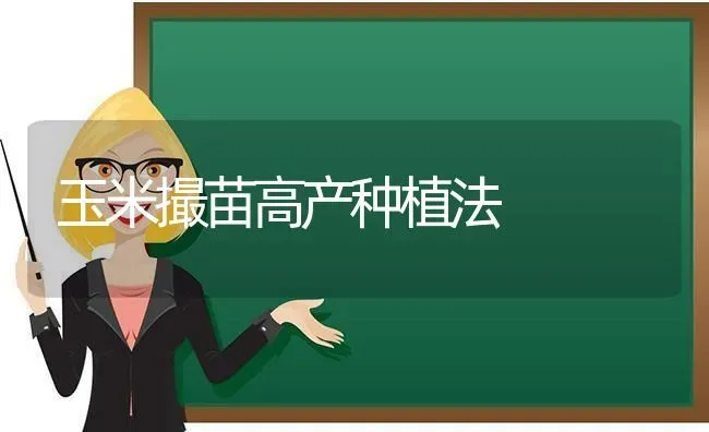 玉米撮苗高产种植法 | 植物种植百科