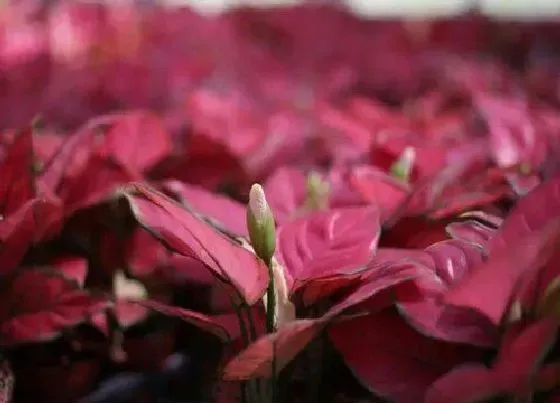 植物百科|吉利红开花吗 开花什么样子