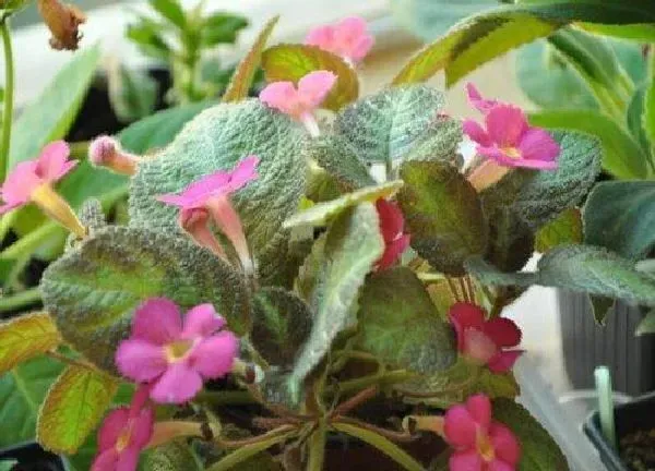 养殖科普|什么花喜阴不需要阳光 适合在室内养的耐阴花卉植物