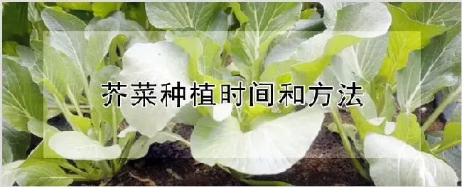 芥菜种植时间和方法 | 自然知识