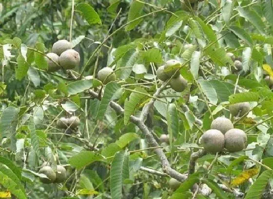 植物嫁接|核桃树什么时候嫁接成活率高