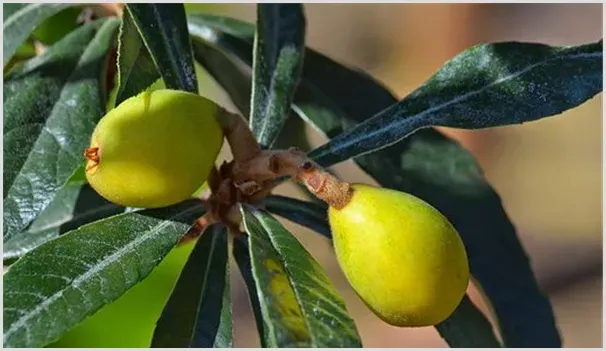 让枇杷增产需要掌握的种植技术有哪些？ | 耕种资料