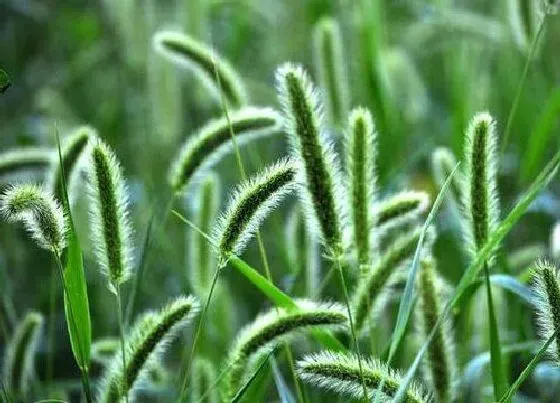 植物寓意|狗尾草的花语是什么意思 有什么爱情含义