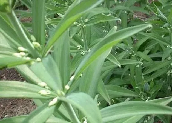 冬天植物|黄精冬天会冻死吗