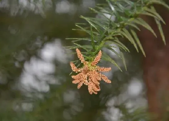 种植百科|杉树栽种方法和注意事项