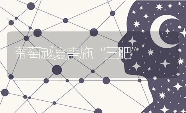 葡萄越夏需施“三肥” | 瓜果种植