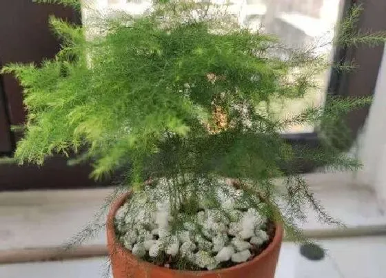 植物招财|天秤座养什么植物旺财